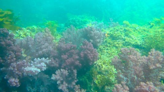 韩国济州岛海底风光视频