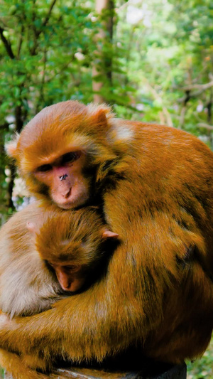 实拍贵阳黔灵山小猴子视频贵阳黔灵山公园101秒视频