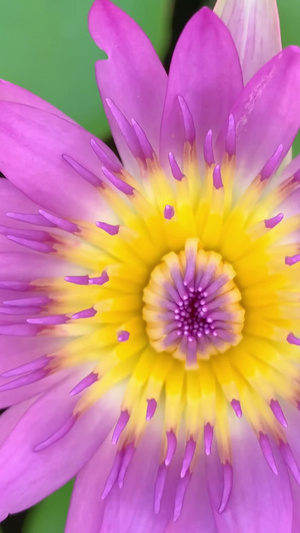 花朵竖屏视频竖构图33秒视频