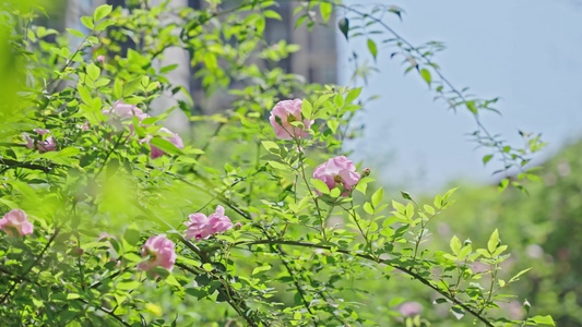 4k春日春暖花开蔷薇花的空镜头视频