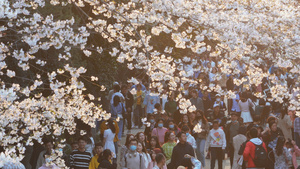 春天樱花季武汉大学校园樱花大道上赏花的人群4k素材52秒视频