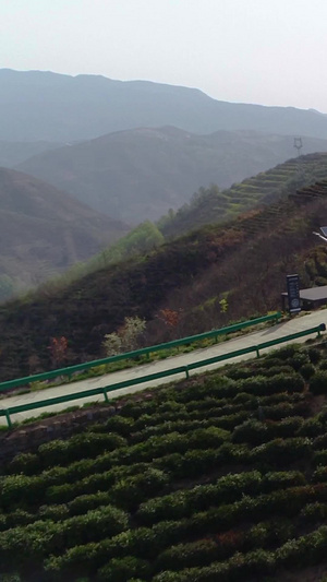 中国最北端高山茶园航拍46秒视频