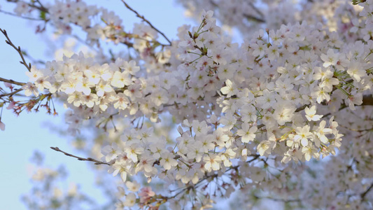 春季里盛开的樱花[之季]视频