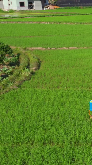 在田地里喷洒农业的农民种植业48秒视频