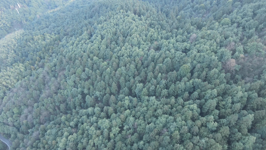 航拍绿色森林植物视频