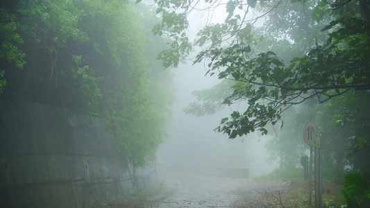 下雨天的林间小道[羊肠小径]视频