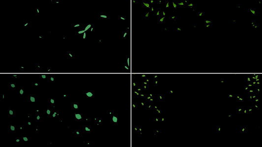 一组绿叶粒子漂浮动画视频