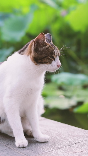 荷塘边的流浪猫宠物猫13秒视频