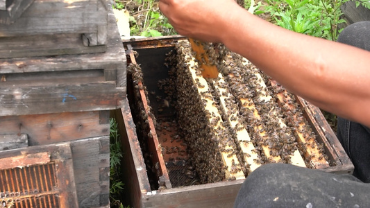 4K蜂农蜂箱取出巢原生态土蜂蜜实拍视频视频