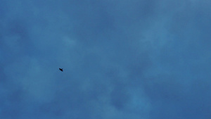 天空中的自由飞鸟6秒视频