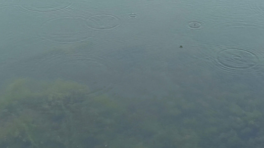 雨水滴落水中泛起涟漪视频