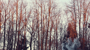 冬季落日的森林美景38秒视频