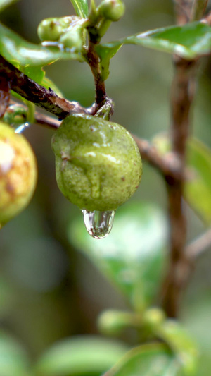 实拍茶园茶果茶树上的水滴特写下雨天的茶园特写18秒视频