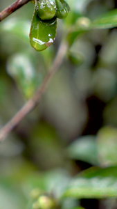 实拍茶园茶果茶树上的水滴特写下雨天的茶园特写视频