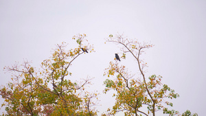 4K实拍秋天停留在树枝上的乌鸦28秒视频