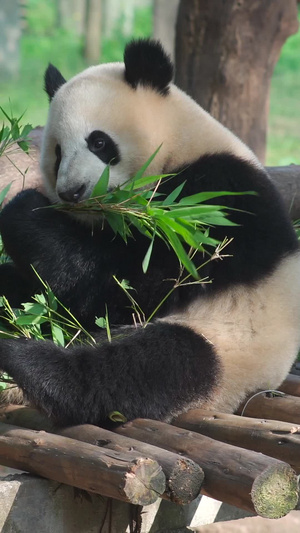 动物园熊猫吃竹子睡觉流口水34秒视频