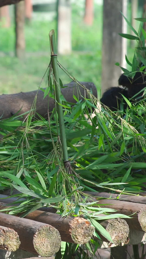 动物园熊猫吃竹子睡觉流口水34秒视频