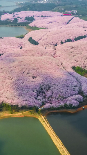 航拍延时贵州平坝万亩樱花园花海航拍延时14秒视频