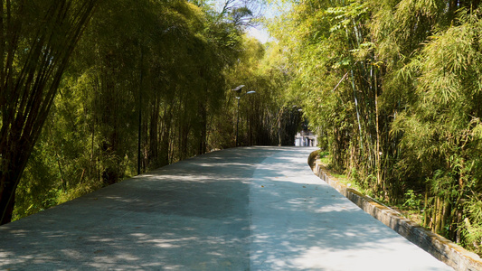 厦门植物园竹林小道视频