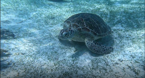 巴里卡萨小岛海龟遨游22秒视频