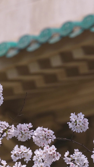 城市旅游武汉大学春天樱花季素材樱花树53秒视频