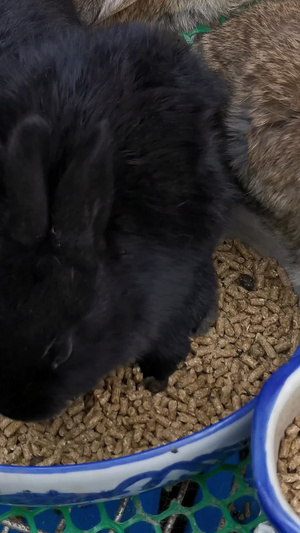 实拍兔子吃食202321秒视频