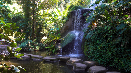 厦门植物园热带雨林景区合集视频