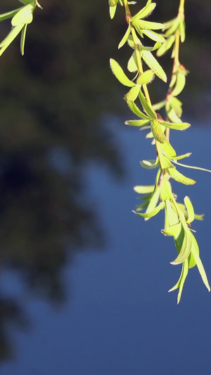 春季自然风光河边随风摇摆的柳树合集30秒视频