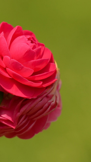 春天红色花朵开放山茶花9秒视频