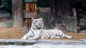 4K实拍虎年动物园野兽白老虎27秒视频