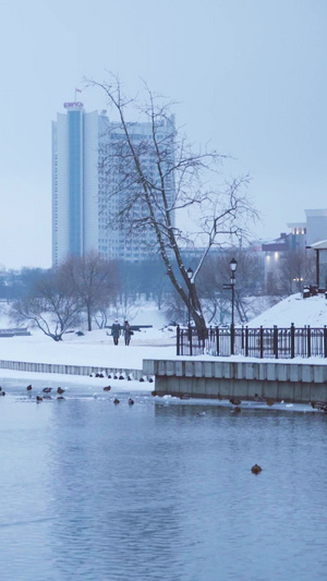 清晨朦胧天气湖泊河流积雪消融鸭子戏水 季节交替13秒视频