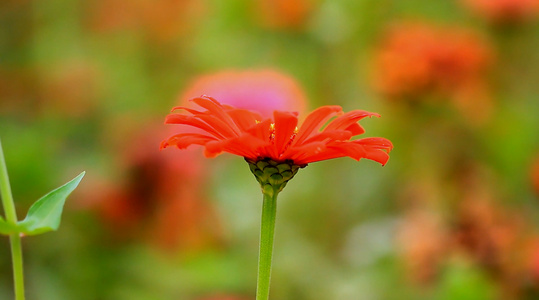 4K花卉特写视频视频