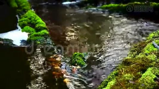 森林溪流和快速水流视频