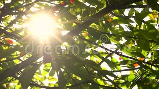 阳光照耀着，阳光在红绿的树叶和树枝上闪闪发光视频