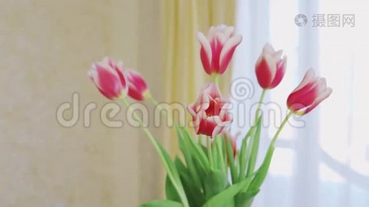 室内阳光背景下花瓶内郁金香花束的特写视频