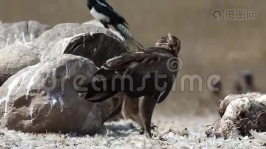 小斑点鹰吃腐肉视频