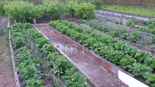 农场宅基地，有花园床，种植洋葱、草莓和浆果灌木。视频
