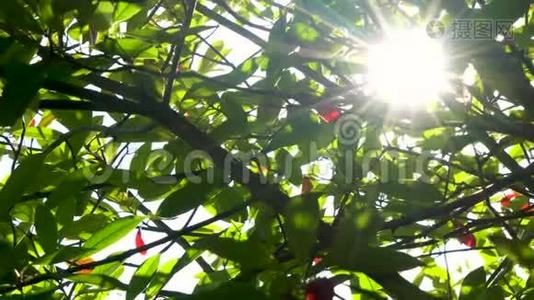 阳光明媚，阳光透过红绿的树叶和树枝闪烁视频