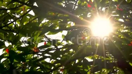 阳光明媚，阳光透过红绿的树叶和树枝闪烁视频