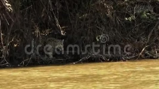 巨大的美洲虎雌性沿着翠柏河的河岸移动。视频