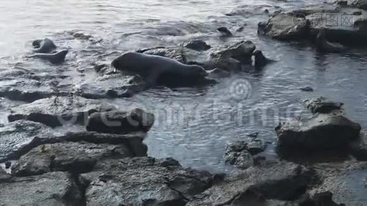 厄瓜多尔加拉帕戈斯群岛南部广场上，一只雄海狮追逐一只入侵的雄狮视频