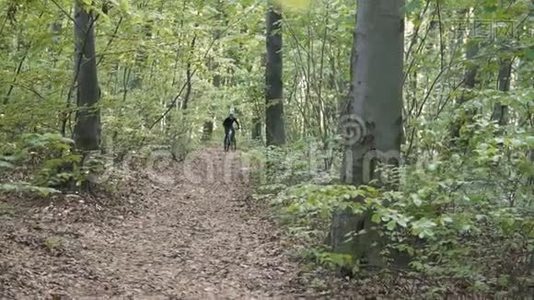 比克落在森林里视频