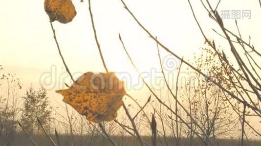 秋天的景色。 枯黄的叶子在田野里的夕阳下随风摇曳在树枝上。 复制空间。 特写镜头。视频