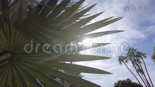 沙漠时间流逝：太阳在沙漠植物中闪耀，背景是棕榈树视频