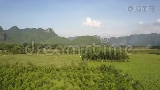 柏油路周围是绿色的田野和茂密的花园视频