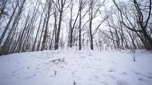 孩子们和爸爸一起在白雪皑皑的森林里雪橇，在寒假里玩得开心视频