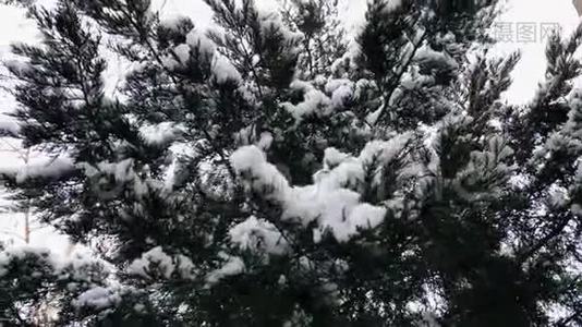 白雪覆盖的树枝视频