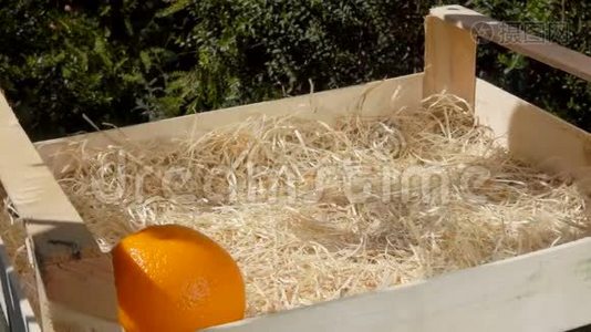 把成熟多汁的橘子放在木箱里视频