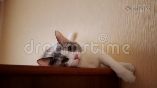 漂亮的猫躺在壁橱里视频