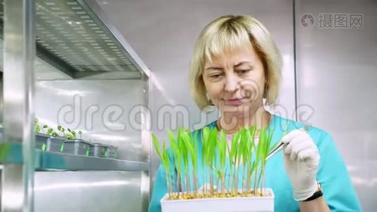 实验室工作人员回顾在土壤中生长的绿色嫩芽，放在小盒子里，放在特殊房间的架子上，放在实验室里视频